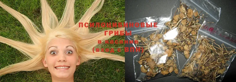 blacksprut вход  Югорск  Галлюциногенные грибы Psilocybine cubensis  цены  